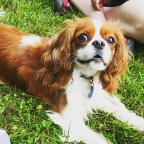 Cider, our other new Cavalier friend